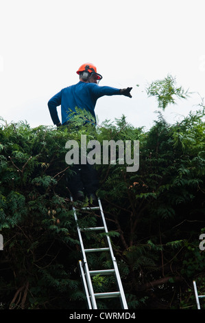 Professionelle Baumpfleger Schneiden einer Hecke, die zu hoch gewachsen ist.  UK Stockfoto