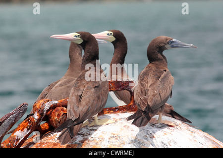 Vier braunen boobys ruht auf eine Boje. Stockfoto