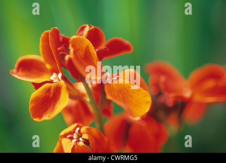 Wegrauke Cheiri, Mauerblümchen Stockfoto