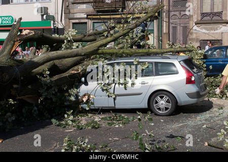 Auto durch Baum zertrümmert Stockfoto