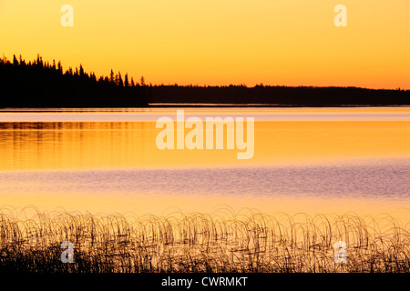 Röhrichten in Clear Lake bei Sonnenaufgang, Riding Mountain National Park, Manitoba, Kanada Stockfoto