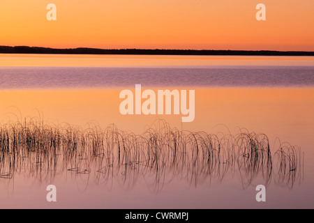 Röhrichten in Clear Lake bei Sonnenaufgang, Riding Mountain National Park, Manitoba, Kanada Stockfoto