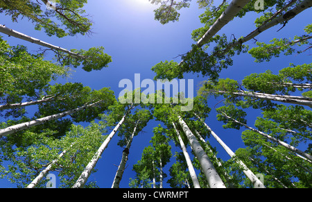 Weitwinkel-Bild nach oben in eine Espe Waldung Espenbaum Tops mit grünen Blättern und blauer Himmel Stockfoto