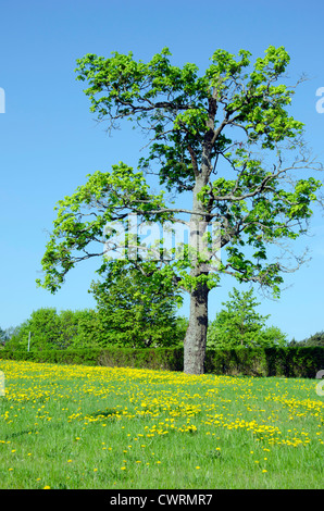 Wiese voller gelben Sow Thistle Sonchus Arvensis Blumen und alten Ahorn-Baum in der Nähe von Hecke. Stockfoto