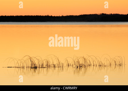 Röhrichten in Clear Lake bei Sonnenaufgang, Riding Mountain National Park, Manitoba, Kanada Stockfoto