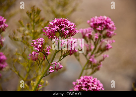 Wilde Disteln und andere wilde Blumen wachsen auf Klippen von Cornwall England UK. Stockfoto