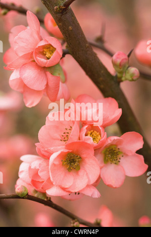 Chaenomeles X superba "Coral Sea", Quitte. Reichlich rosa Blumen in voller Blüte auf Zweigen des Baumes Frucht. Stockfoto