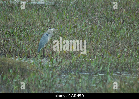 Great Blue Heron (Ardea Herodias) in einem Sumpf Stockfoto