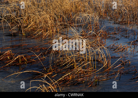 Röhrichten in Clear Lake, Riding Mountain National Park, Manitoba, Kanada Stockfoto