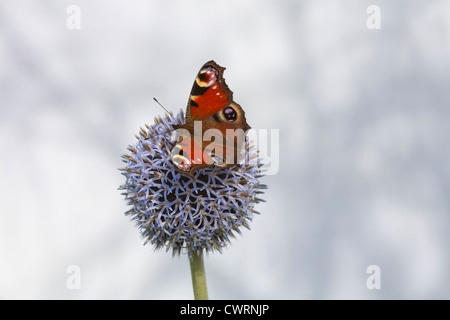 Ein Tagpfauenauge auf den Kopf von einer einzigen Globus Distel vor einem weißen Hintergrund meliert Stockfoto