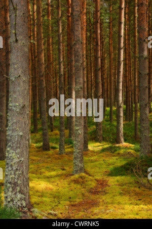 Pinus, Abies, Picea, Kiefer, Tanne, Fichte, Stockfoto