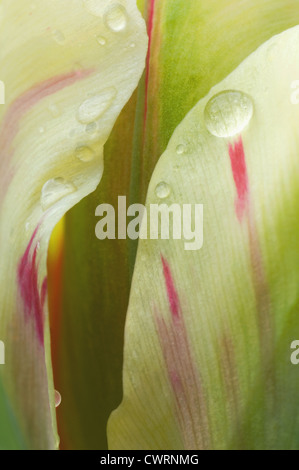 Tulipa Tulpe Stockfoto