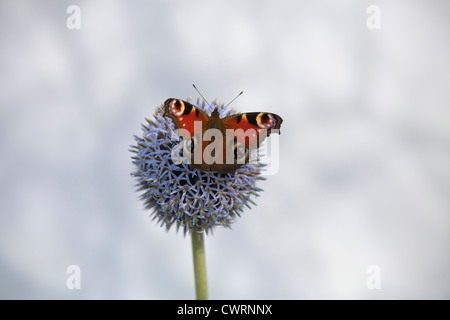 Ein Tagpfauenauge auf den Kopf von einer einzigen Globus Distel vor einem weißen Hintergrund meliert Stockfoto