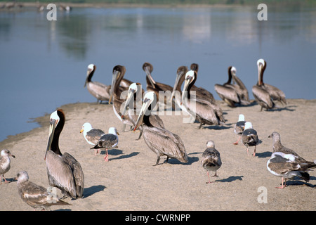 Brauner Pelikan (Pelecanus Occidentalis), Schwarm Pelikane, nordamerikanische Vögel am Ufer in der Nähe von Santa Barbara, Kalifornien, USA Stockfoto