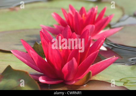 Nymphaea 'Escarboucle', Seerose Stockfoto