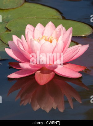 Nymphaea 'Perrys Pink', Seerose Stockfoto