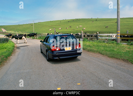 Point Reyes National Seashore, Kalifornien, USA - Auto wartet, während Holstein Kühe cross Road Historic 'A' Ranch Stockfoto