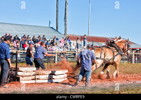 Dem Pferd ziehen auf der Landwirtschaftsausstellung Evangeline und Acadian Festival in Prince Edward Island, Kanada. Stockfoto