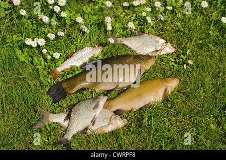 See Fische Schleie, Brassen, Rotauge auf dem grünen Rasen. Aktive Freizeit Angeln fangen. Stockfoto