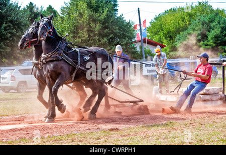 Dem Pferd ziehen auf der Landwirtschaftsausstellung Evangeline und Acadian Festival in Prince Edward Island, Kanada. Stockfoto