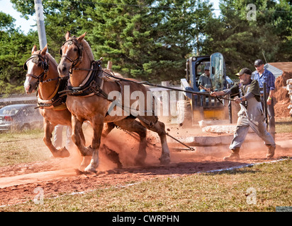 Dem Pferd ziehen auf der Landwirtschaftsausstellung Evangeline und Acadian Festival in Prince Edward Island, Kanada. Stockfoto