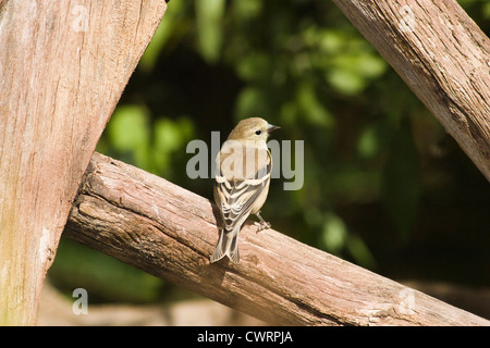 American Goldfinch, Spinus tristis, im November im Hinterhof Wildlife Habitat in McLeansville, North Carolina. Stockfoto