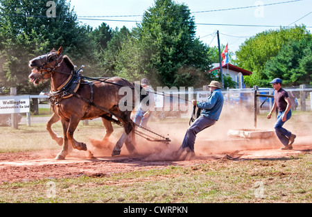 Dem Pferd ziehen auf der Landwirtschaftsausstellung Evangeline und Acadian Festival in Prince Edward Island, Kanada. Stockfoto