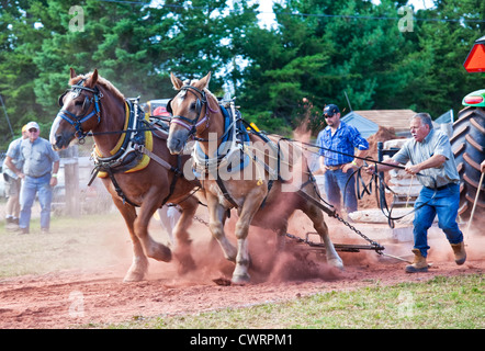 Dem Pferd ziehen auf der Landwirtschaftsausstellung Evangeline und Acadian Festival in Prince Edward Island, Kanada. Stockfoto