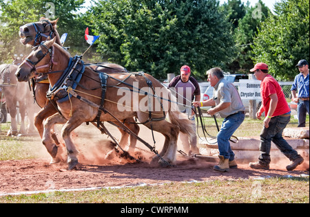 Dem Pferd ziehen auf der Landwirtschaftsausstellung Evangeline und Acadian Festival in Prince Edward Island, Kanada. Stockfoto