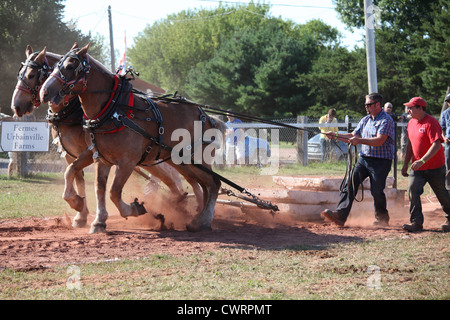 Dem Pferd ziehen auf der Landwirtschaftsausstellung Evangeline und Acadian Festival in Prince Edward Island, Kanada. Stockfoto