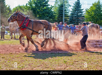 Dem Pferd ziehen auf der Landwirtschaftsausstellung Evangeline und Acadian Festival in Prince Edward Island, Kanada. Stockfoto