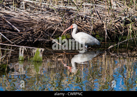 American White Ibis, Eudocimus Albus, eine Art von waten Vogel Stockfoto