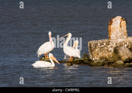 American White Pelicans, Pelecanus erythrorhynchos, Sonnen auf Felsen in der Nähe von Texas City Deich, Texas City, Texas. Stockfoto