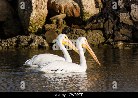 Paar amerikanische weiße Pelikane, Pelecanus erythrorhynchos, Schwimmen in der Bucht von Texas City, Texas. Stockfoto