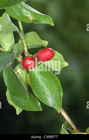 Karneol-Kirsche Cornus Mas (Cornales) Stockfoto