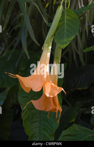 Angel Trumpet Flower (Brugmansia), in Bellingrath Gardens, Mobile, Alabama. Stockfoto