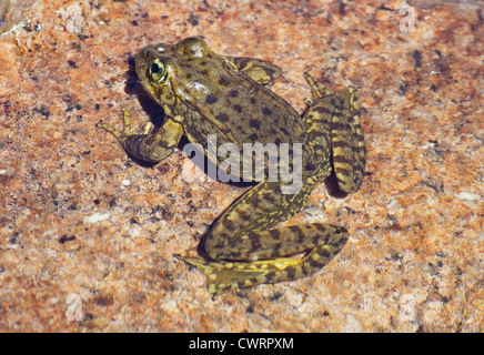 Sierra Nevada Berge gelb-beinigen Frosch oder Rana Sierrae auf einem Granitfelsen im Wasser Stockfoto