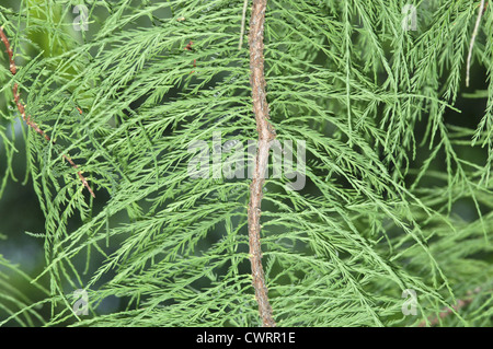 Teich-Zypresse Taxodium Ascendens (Taxodiaceae) Stockfoto