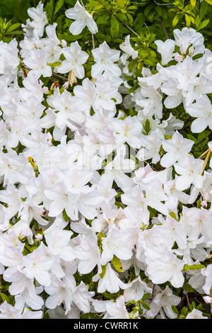 Blühende Azaleen im Mercer Arboretum und Botanischen Garten in Spring, Texas. Stockfoto