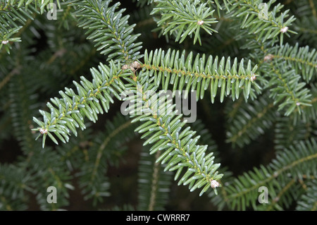 Spanisch (Igel) Tanne Abies Pinsapo (Tannenbäumen) Stockfoto