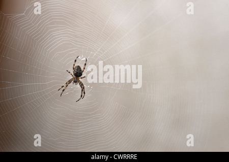 Gemeinsamen Kreuzspinne Web. England-UK Stockfoto