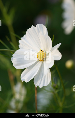 Cosmos Bipinnatus "Sonata weiße" Blume Stockfoto