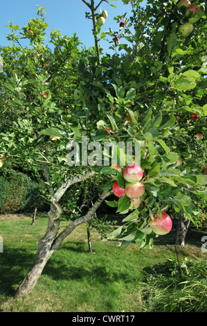 Kultivierte Apfel Malus Domestica (Rosengewächse) Stockfoto