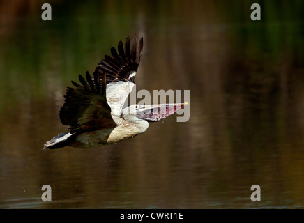 Vor Ort in Rechnung gestellt Pelikan im Flug nach Wasser schöpfen Stockfoto