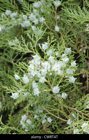 Orientalische Thuja Platycladus Orientalis (Cupressaceae) Stockfoto