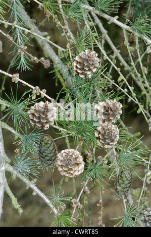 Dunkeld (Hybrid) Lärche Larix X eurolepis (Tannenbäumen) Stockfoto