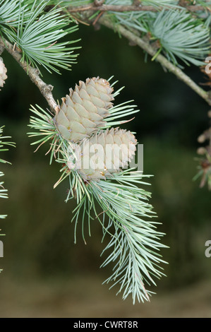 Japanische Lärche Larix Kaempferi (Tannenbäumen) Stockfoto