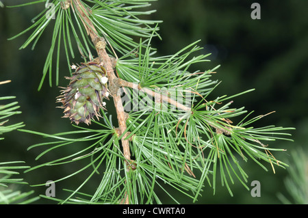 Westliche Lärche Larix Occidentalis (Tannenbäumen) Stockfoto