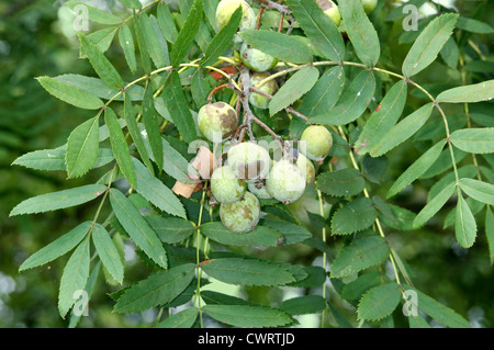 Speierling Sorbus Domestica (Rosengewächse) Stockfoto