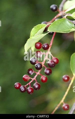Rum Cherry (Kirsche) Prunus Serotina (Rosengewächse) Stockfoto